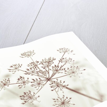 Cow parsley flower by Assaf Frank